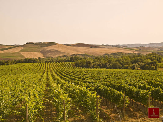 Brunello di Montalcino DOCG: conheça a joia da coroa da Col D'Orcia