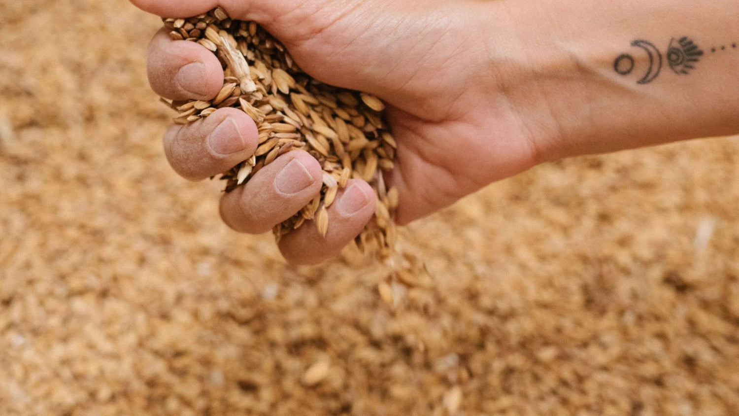 Massas, arroz e panificados