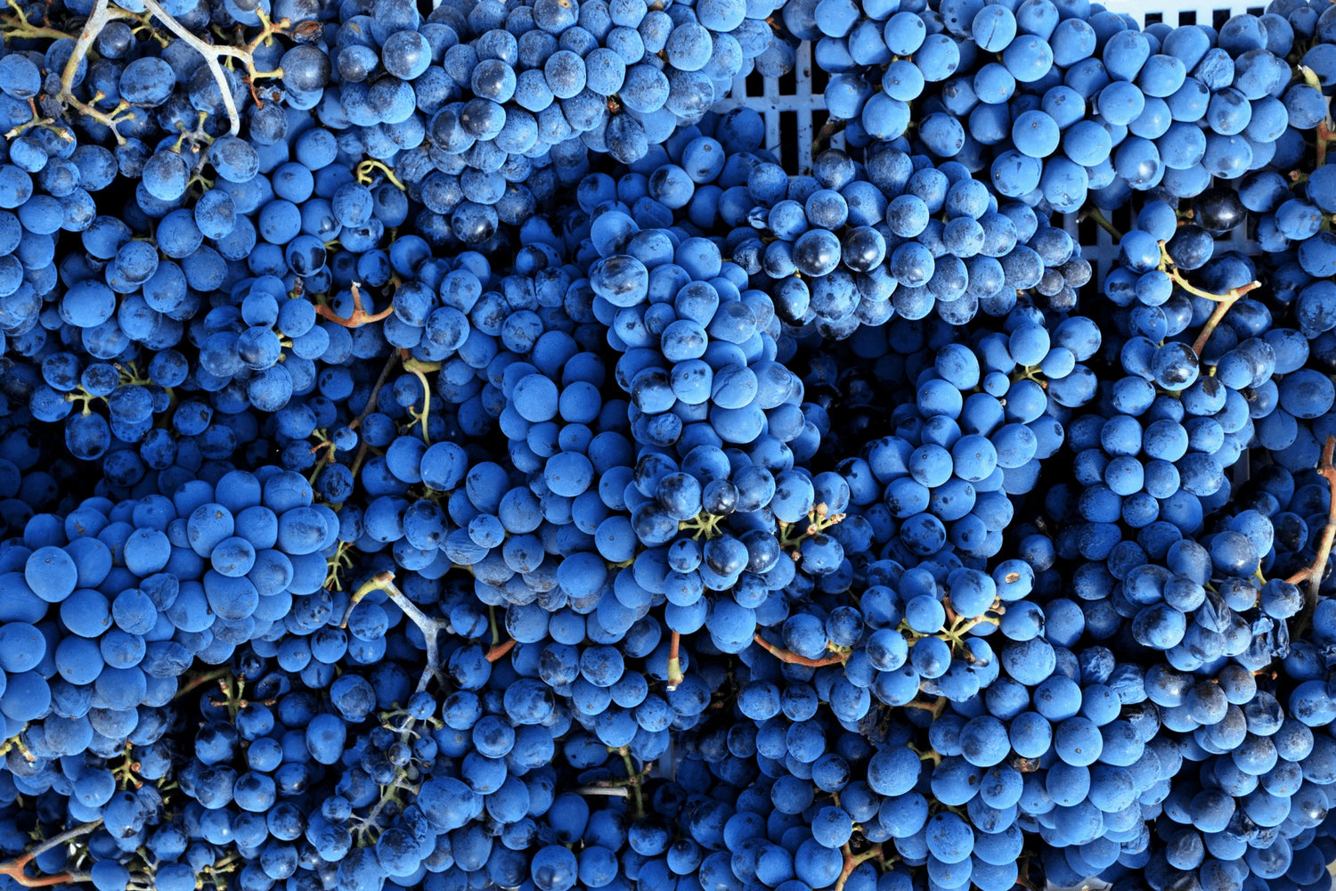 VINHOS, CERVEJAS E OUTRAS BEBIDAS
